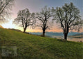 Drei Bäume beim Sonnenaufgang Poster A4