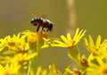 Honigbiene in Nahaufnahme auf gelber Blüte mit grünem Bokeh-Hintergrund