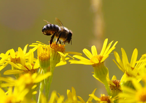 Honigbiene in Nahaufnahme auf gelber Blüte mit grünem Bokeh-Hintergrund
