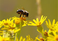 Biene auf gelber Blüte – Makrofoto