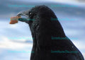 Schwarzer Rabenvogel mit Brot im Schnabel, Nahaufnahme vor blauem Hintergrund