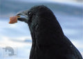 Blackbird