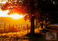 Sonnenuntergang Baumallee – goldenes Abendlicht