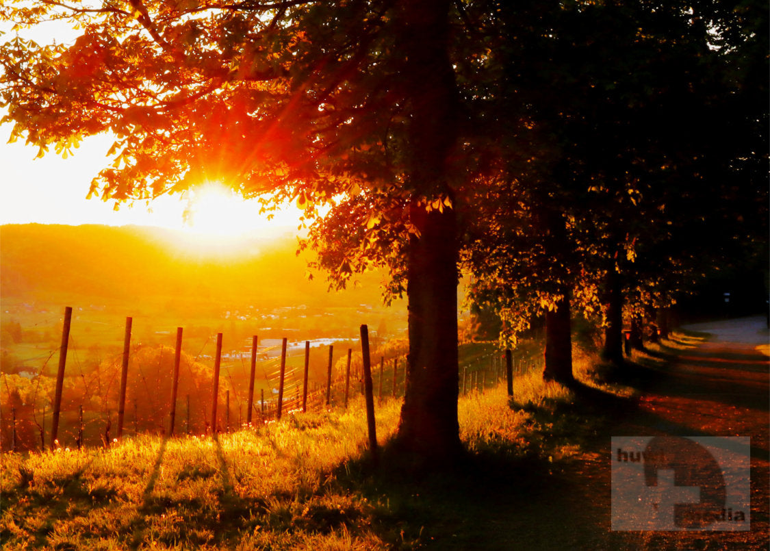 Sonnenuntergang Baumallee – goldenes Abendlicht